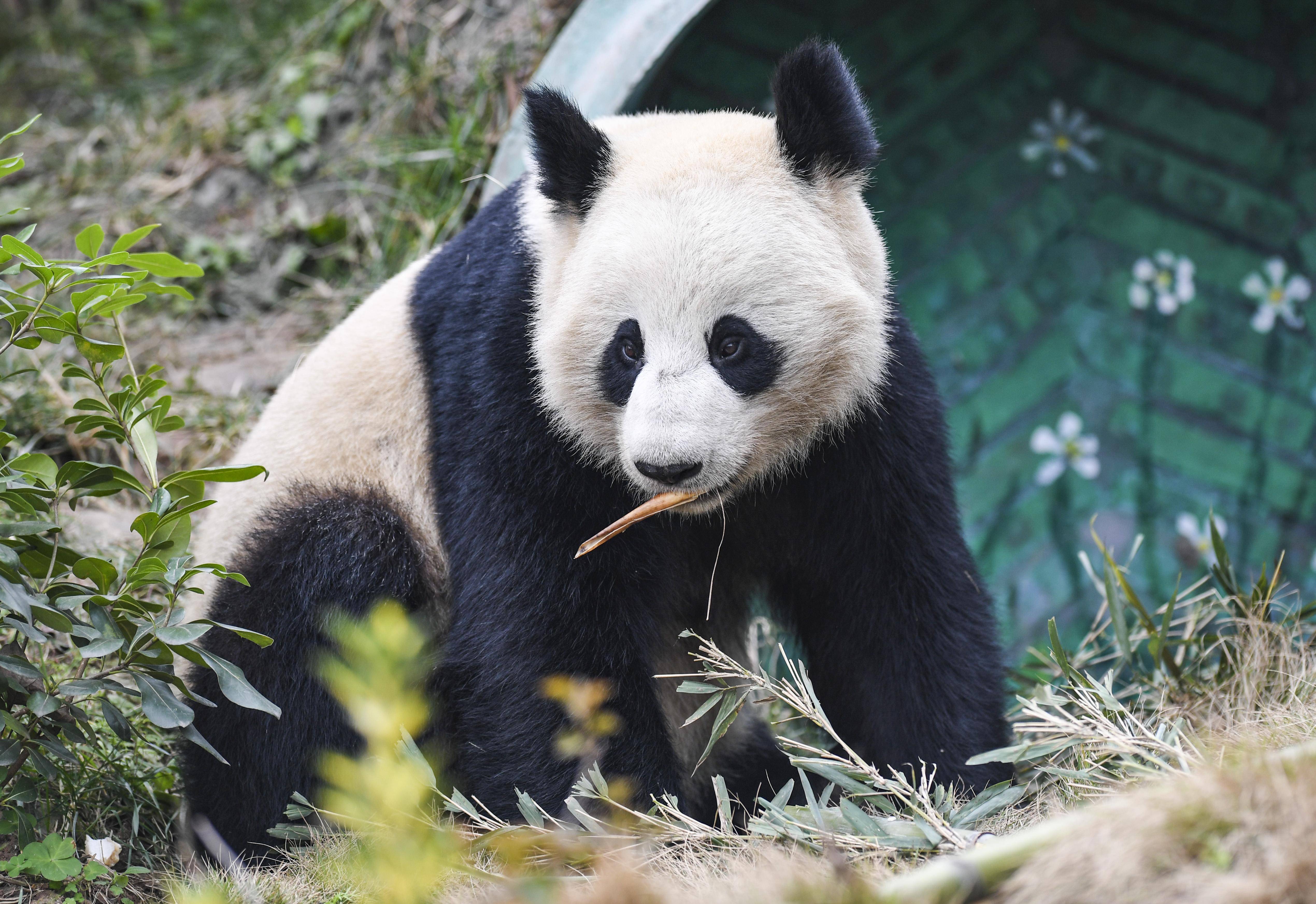 重庆永川:四只大熊猫正式与游客见面