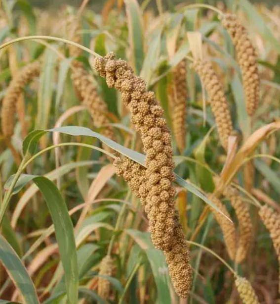 什么是"五谷"?稻,黍,稷,麦,菽,现在叫什么名字?