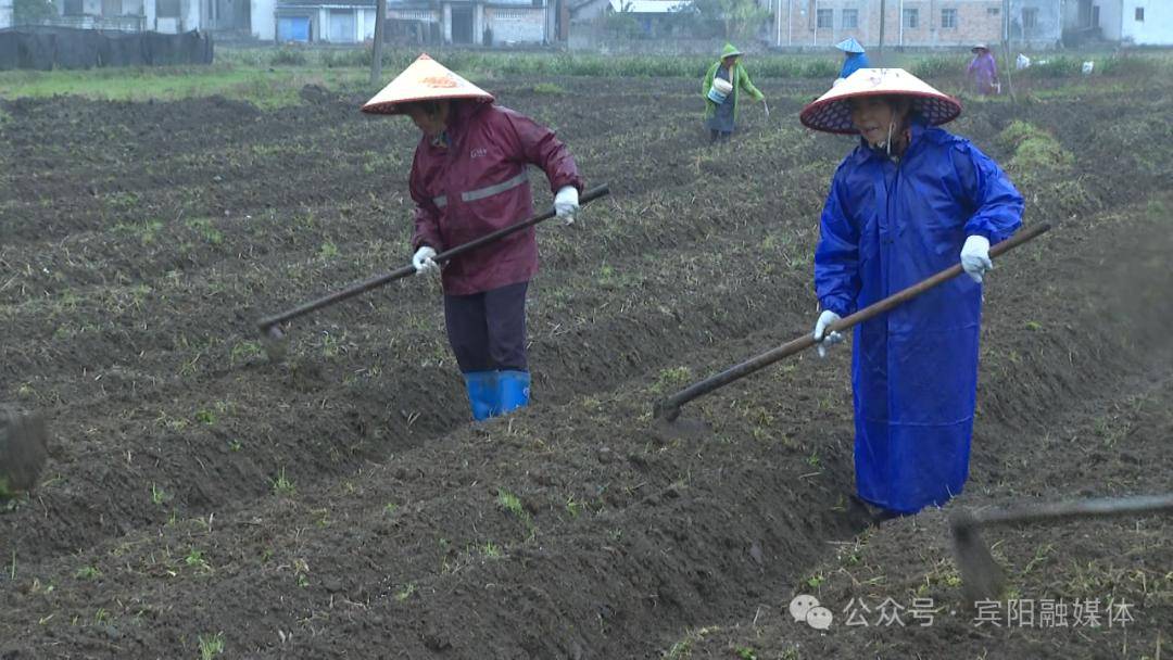 在穩定冬種瓜菜面積基礎上,優化結構和佈局,組織農技幹部下沉到各村對