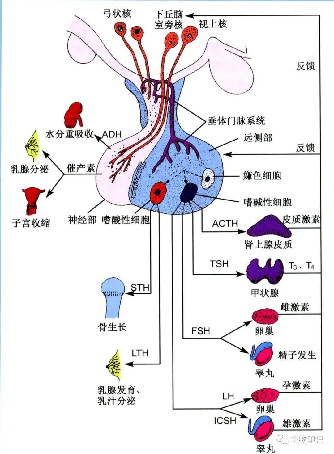 合成_激素_肾上腺