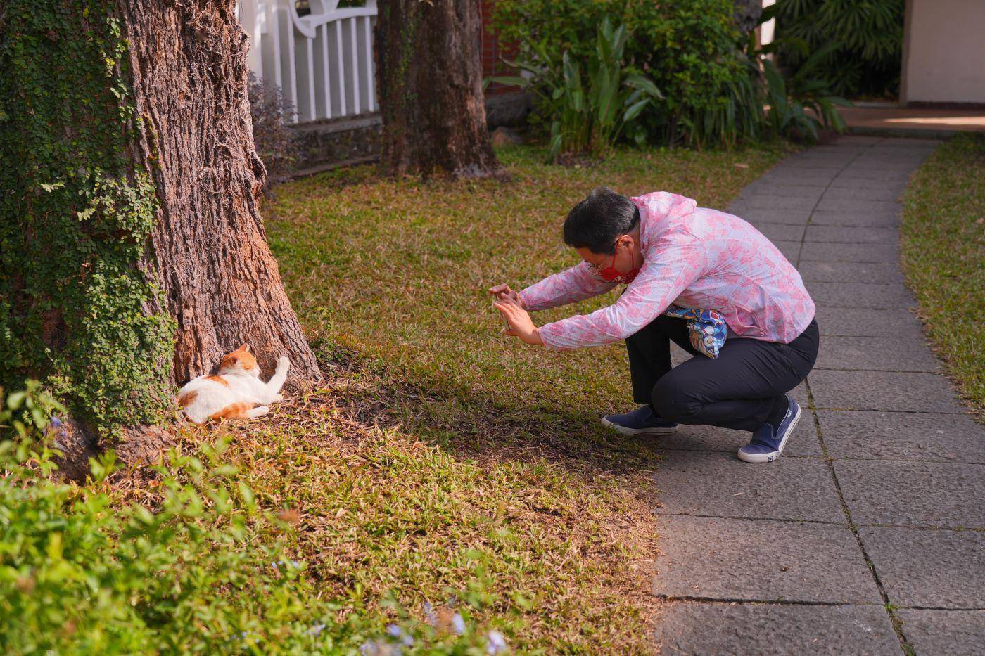 the large ginger cat model with 300,000 fans