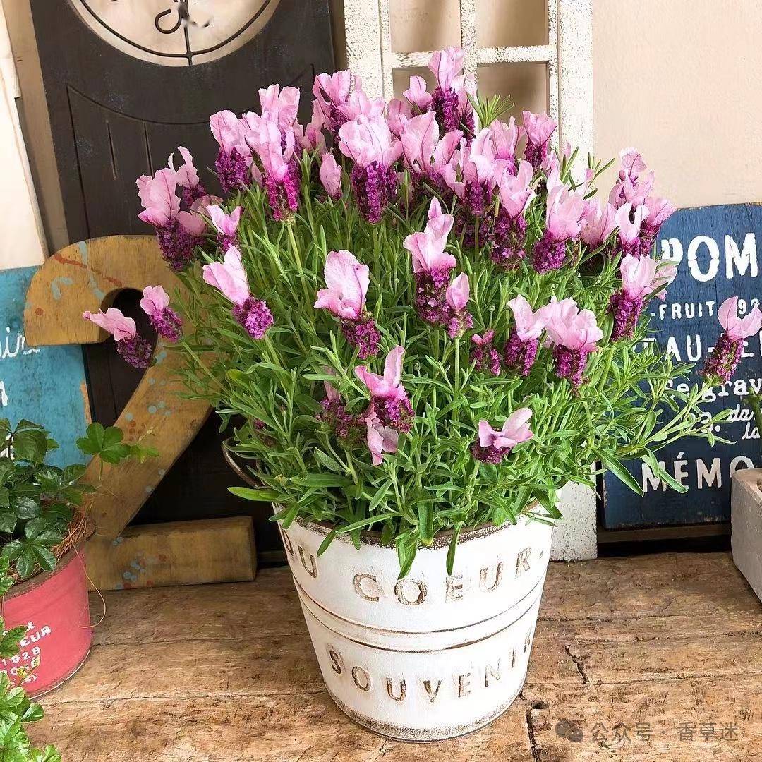 西班牙薰衣草 |香草届颜值担当,满足你所有香草的芬芳浪漫