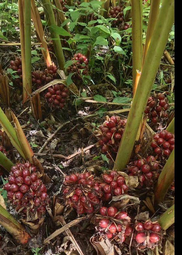 金果银果 普拉底人民的致富草果-贡山县田野日志(4)-2024年1月15日