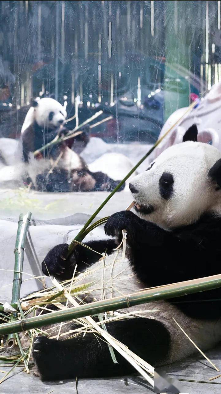 亮家底啦 | 來欒川竹海野生動物園,邂逅奇趣動物吧!