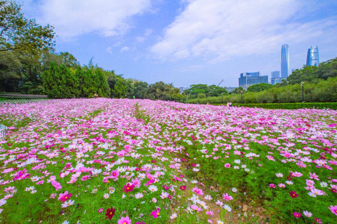 打卡4条「赏花线路」,看遍东莞最美的花海_大岭山镇_公园_食品