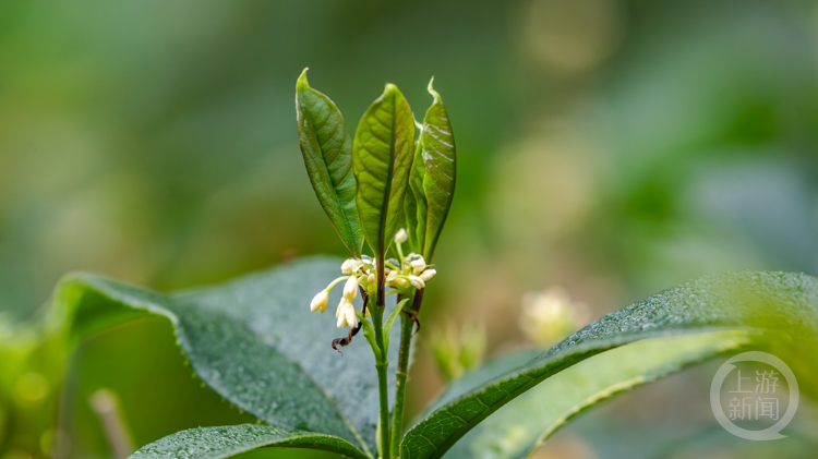 桂花树批发价格最便宜的地区