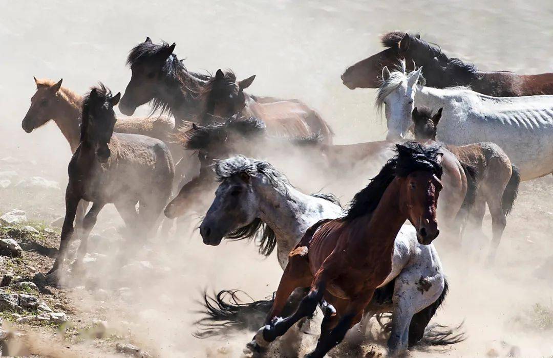 骏马奔腾 | 中国摄影家协会·影像中国网·在线影展精选_作品_全国