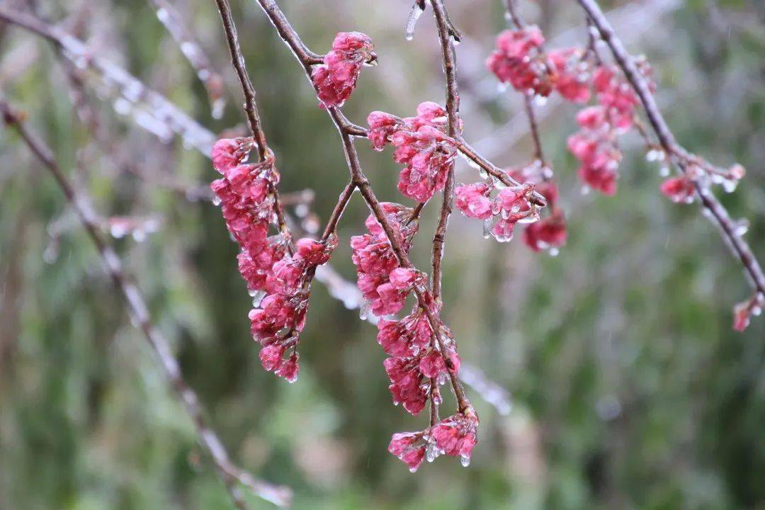 最漂亮的雪中花图片图片