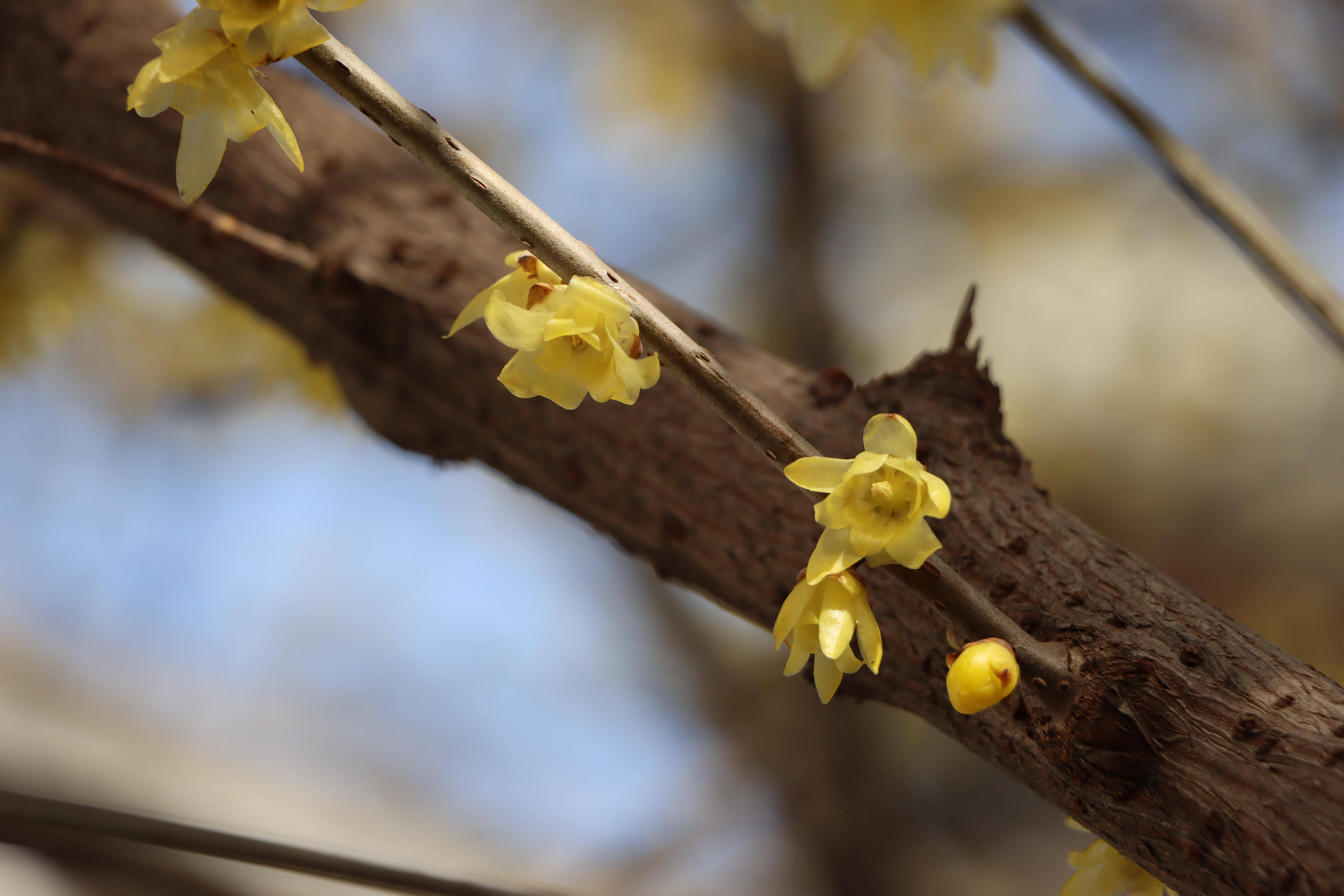 在梅城公园寻梅花不遇,步行至南阳医圣祠,在腊梅苑, 一树倒挂金钟蜡梅