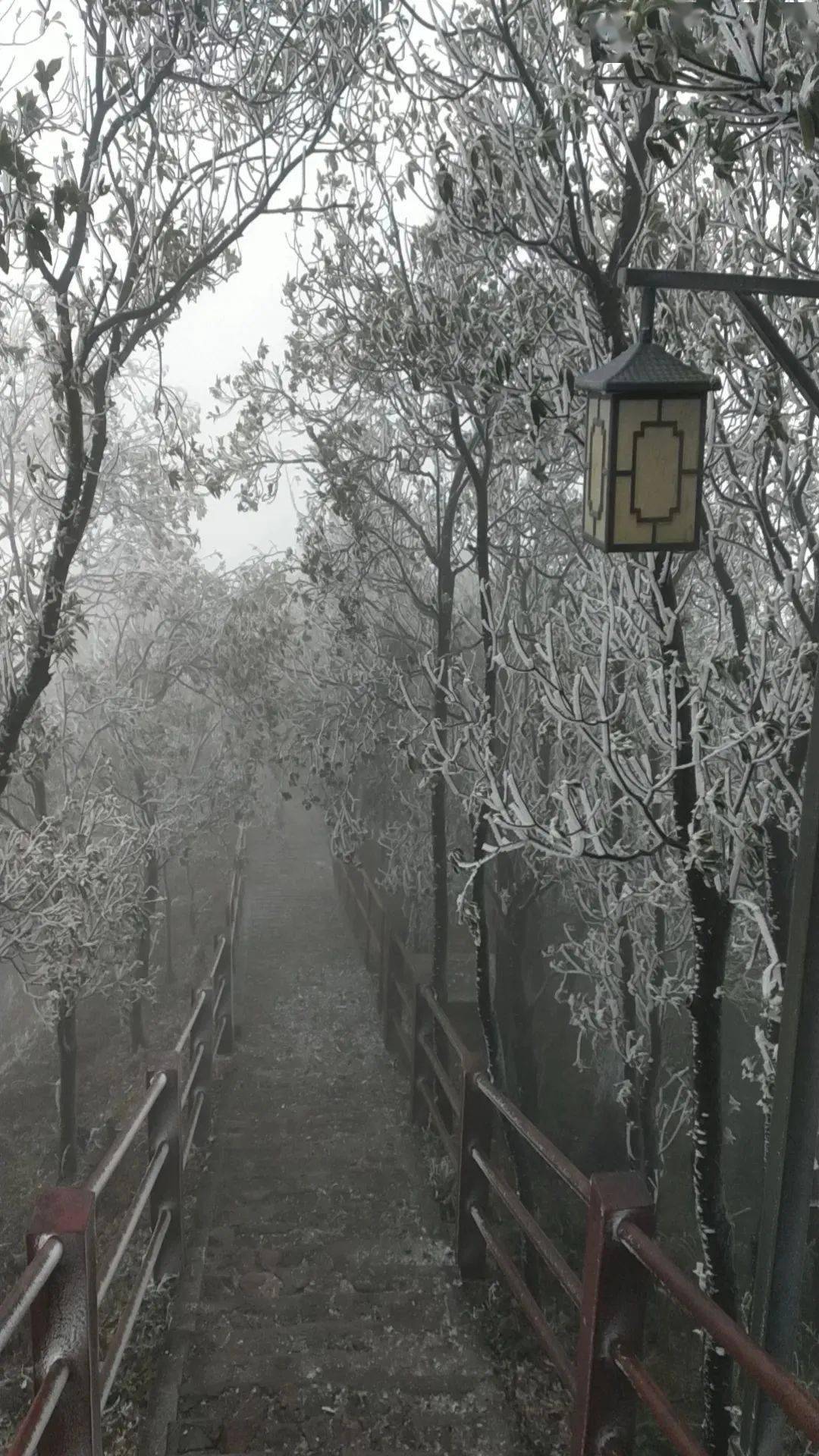 高明皂幕山再现霜挂美景!冷空气将持续至._应急_广东_天气