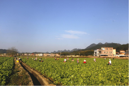 清远阳山太平镇轮作模式助增收_种植_土地_村民