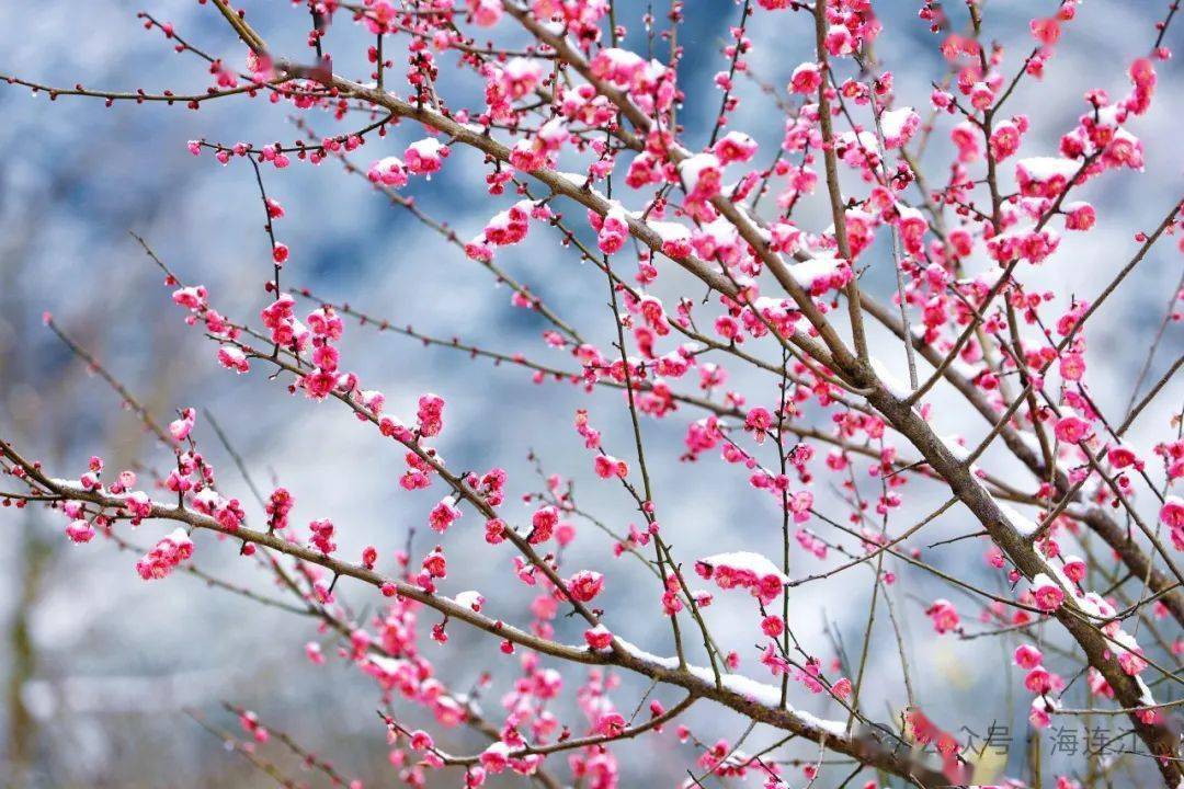 冰雪壁纸梅花图片