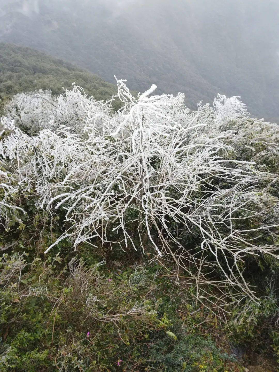 廣州天氣闢謠_影響_預報_氣溫