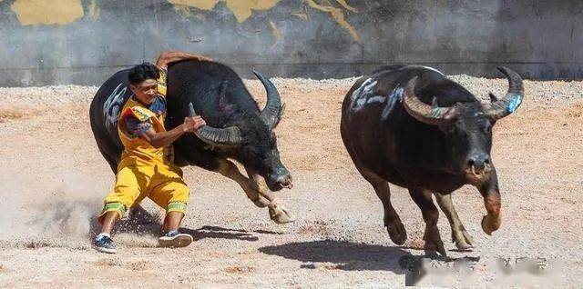 中国传奇牛王,体重近1吨打遍西南无敌手,开价百万主人都不卖!