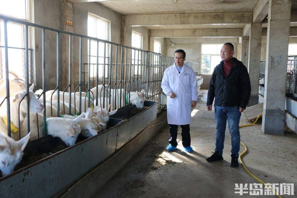 村村有好戏 | 崂山奶山羊,如何再当奶业领头羊?_青岛_保种_盛勇