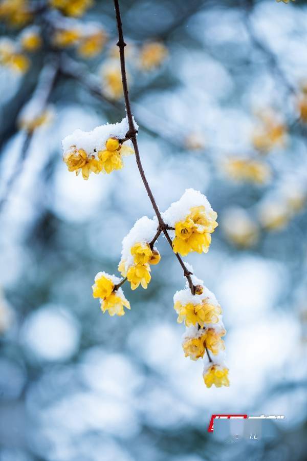 美丽的雪景图片腊梅花图片