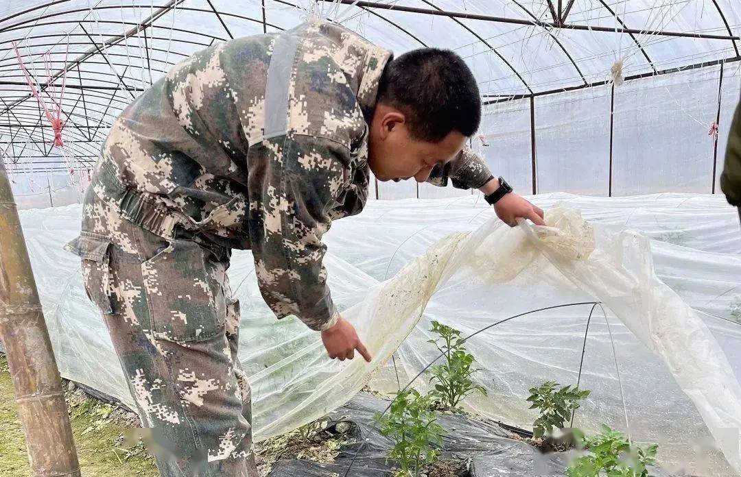 浦城县临江镇青年干部以"动"抗"冻",深入田间地头指导农户做好加固