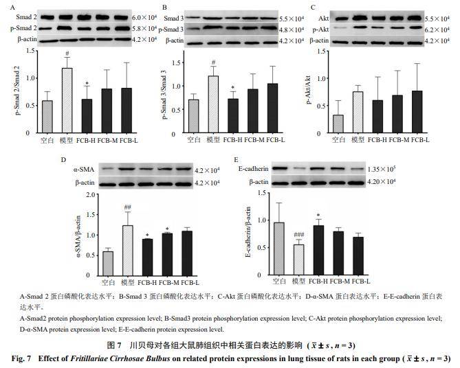 基於空間代謝組學探究川貝母抗肺纖維化的作用機制(ii