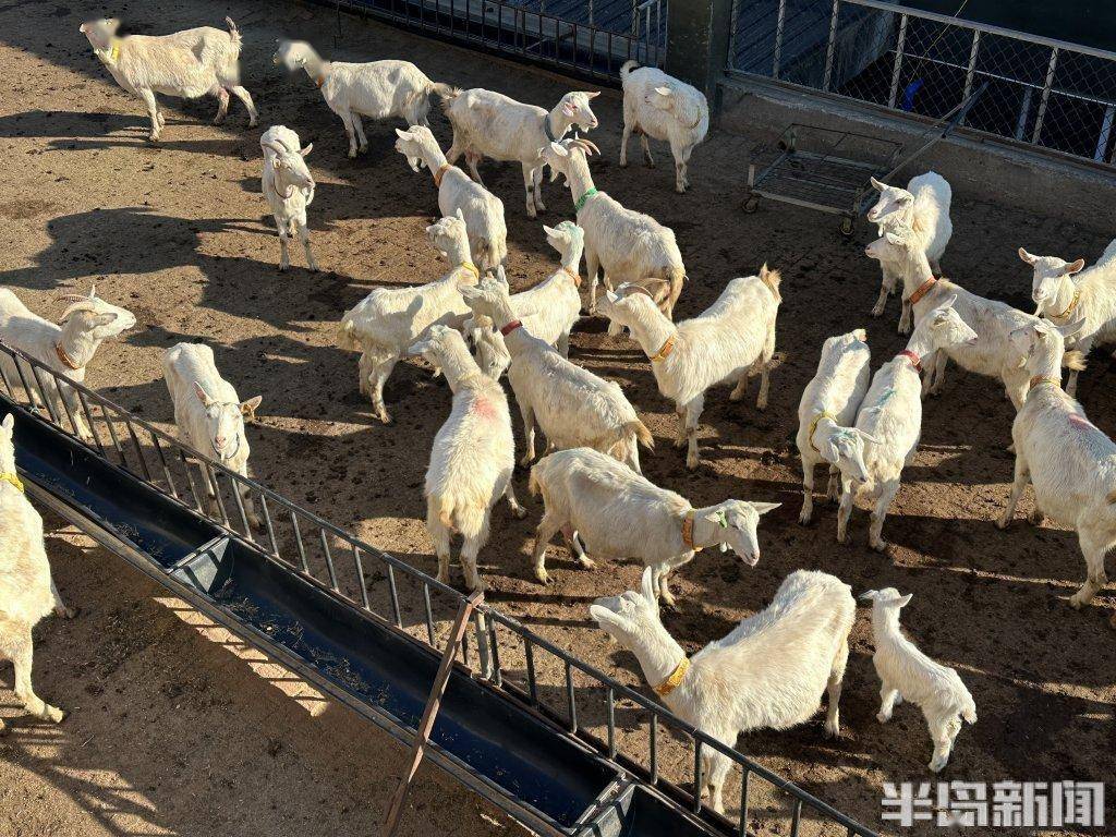 村村有好戏 | 崂山奶山羊,如何再当奶业领头羊?_青岛_保种_盛勇