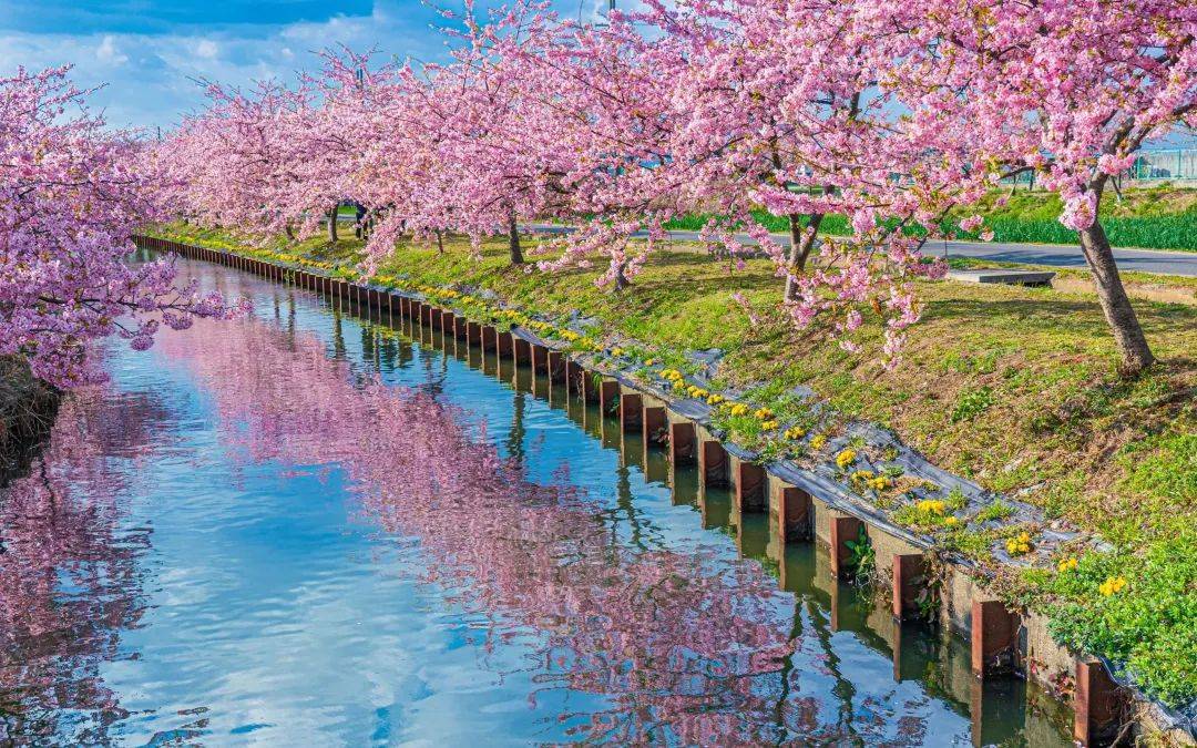 邂逅伊豆河津醉美初樱 修善寺梅林!纵览富士山春日美景!