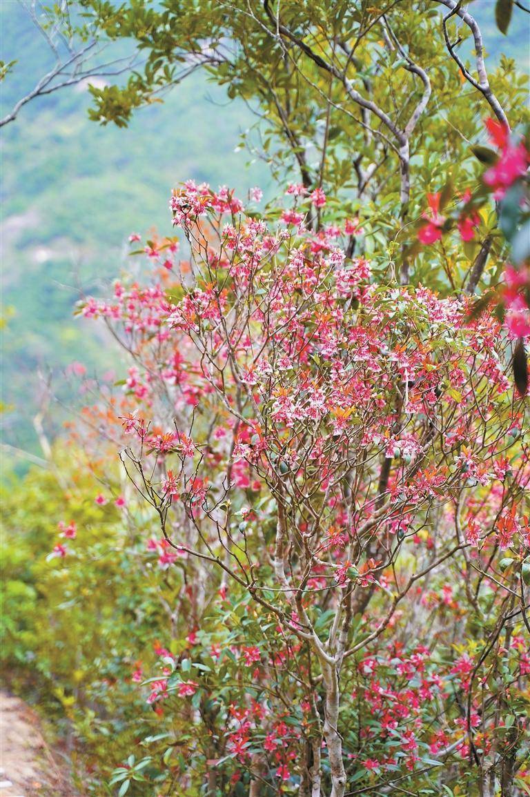 寓意美好的金鐘花,又名