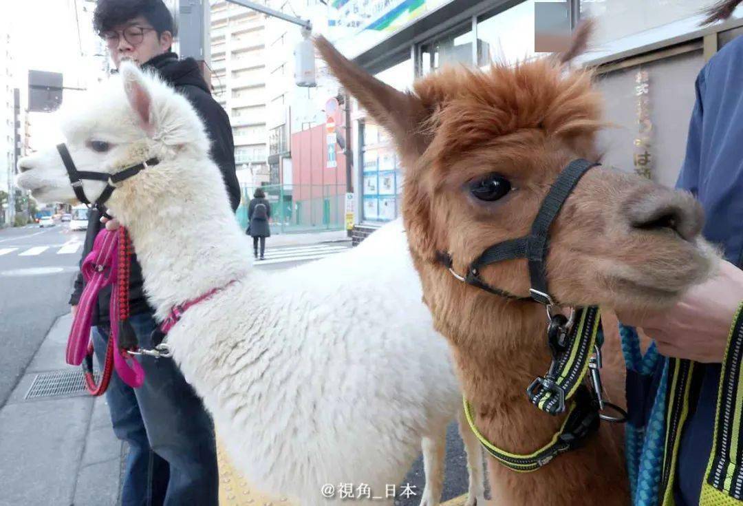 東京街頭成了羊駝的散步樂園 & 潛逃50年通緝犯落網 &