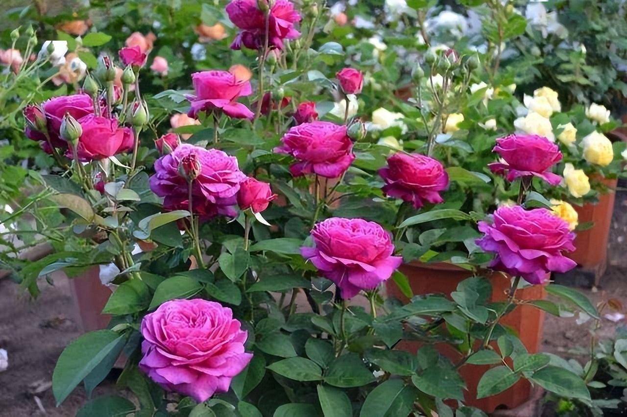 让月季开花多,花期长,花质好,一定要牢记3点,开了一朵又一朵