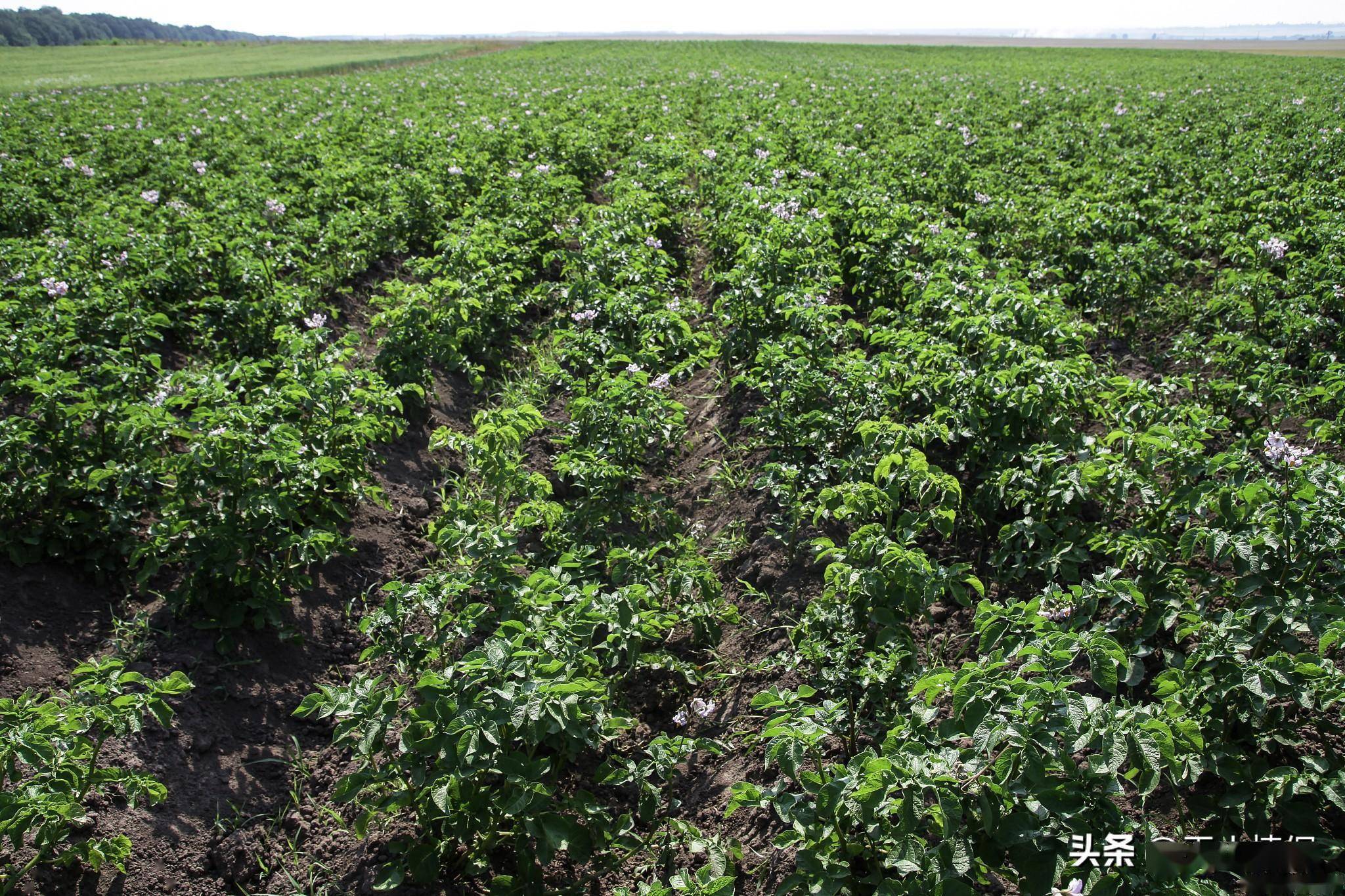 甘草种植技术及亩收益