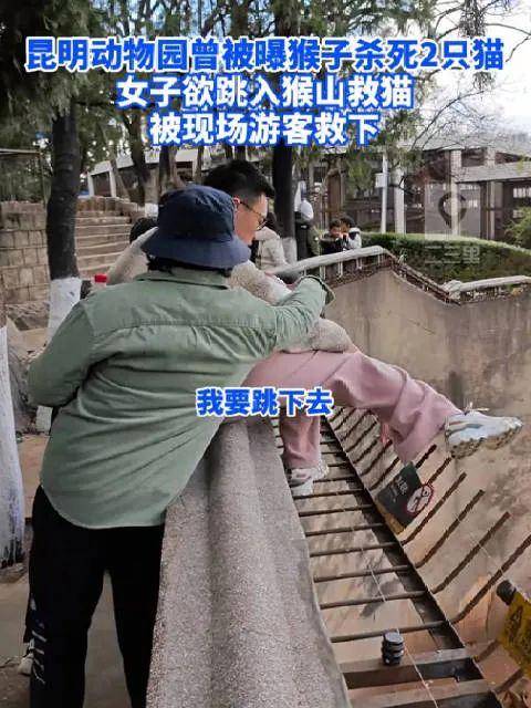 猴子疑似虐猫,女子欲跳猴山救猫→_视频_老鼠_方式