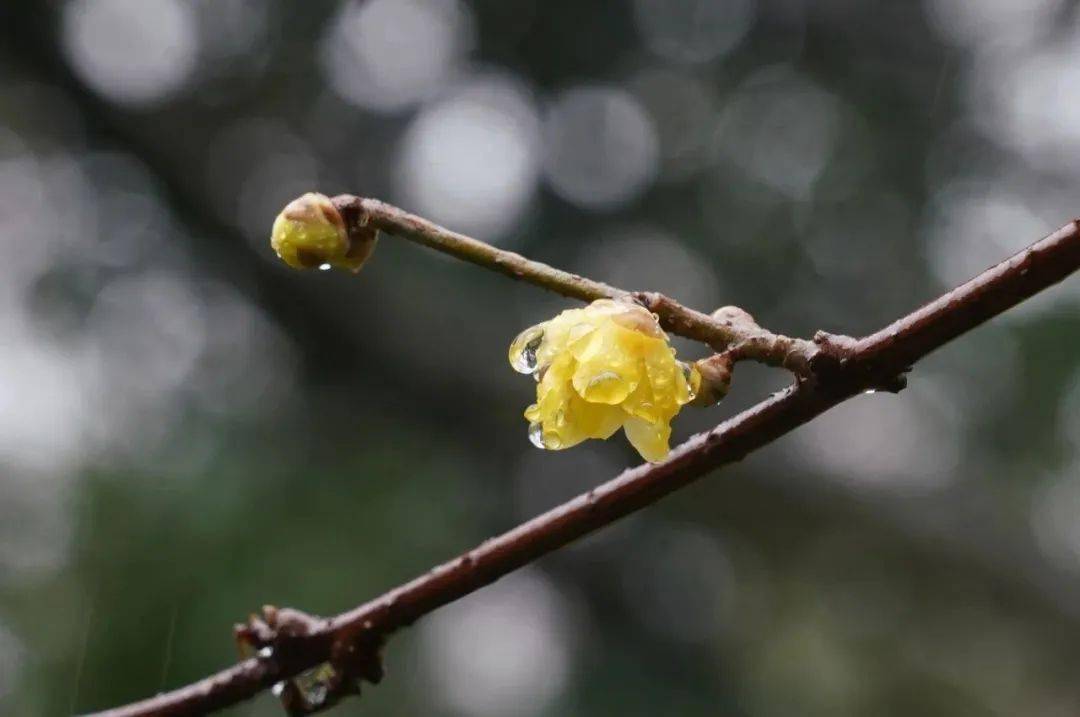 【探索】長三角這些地方蠟梅正香,確定不來一場