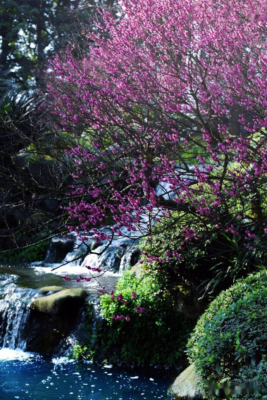 成都梅花村图片