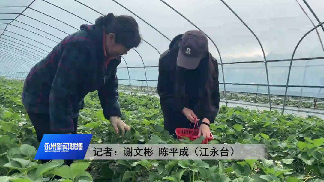 江永縣上江圩鎮龍田村種植戶 楊紅豔:我家種了20畝的草莓,每畝能產