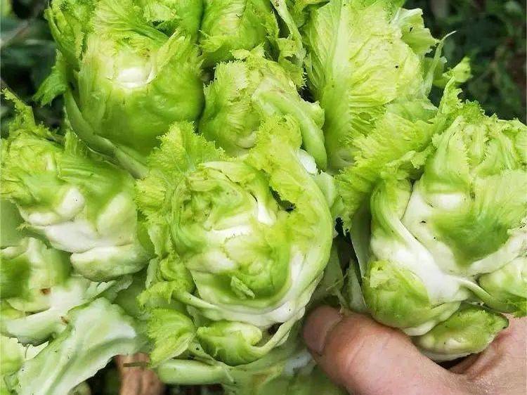 爱心助农|"蔬"送温暖——小蝴蝶家的毛毛菜熟了.