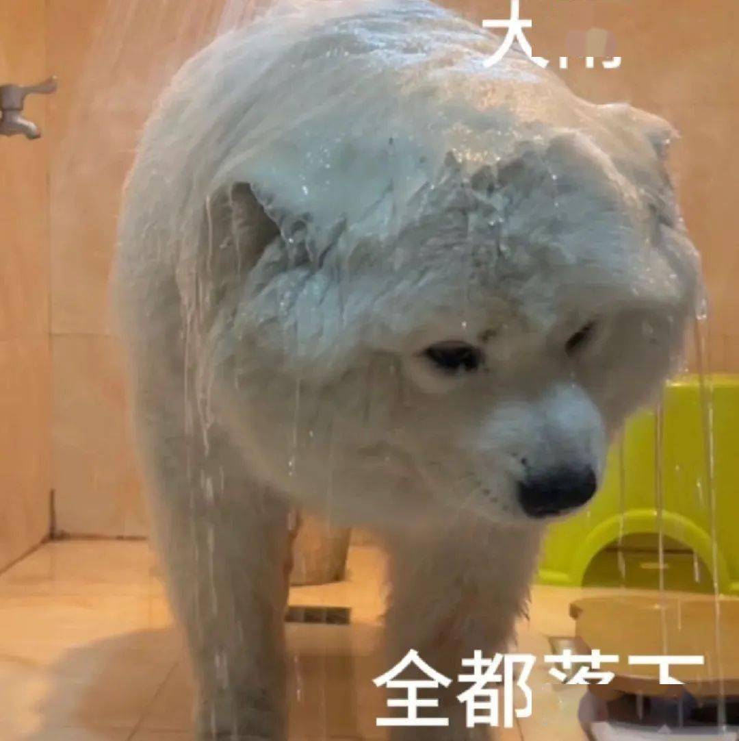 搞笑沙雕表情包:苦笑不得_生活_公众_熊猫头