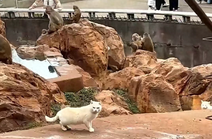昆明动物园的两只猫去了北京 其他与猴共处的猫该怎么办?_猴子_猴猫_网友
