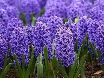 100种花的花语,你都知道吗?_爱情_永恒_百合