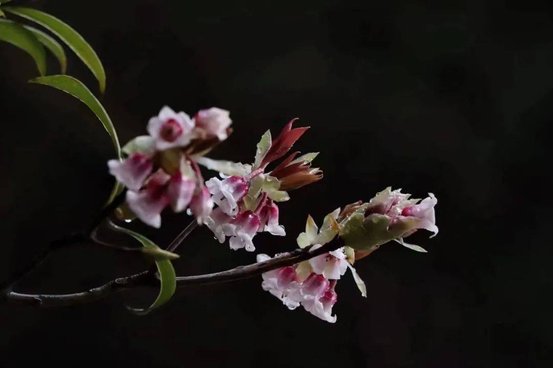 鈴兒花又稱吊鐘花,擁有