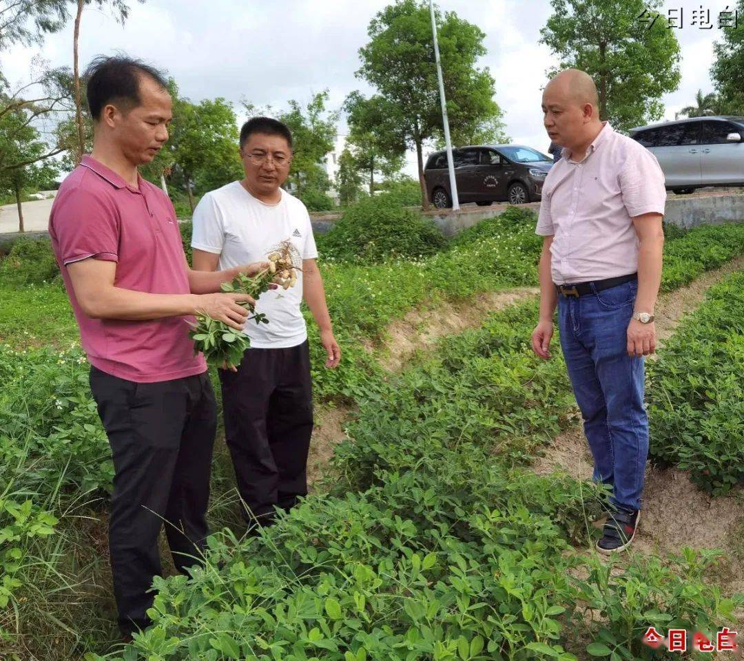 电白区树仔镇委书记图片