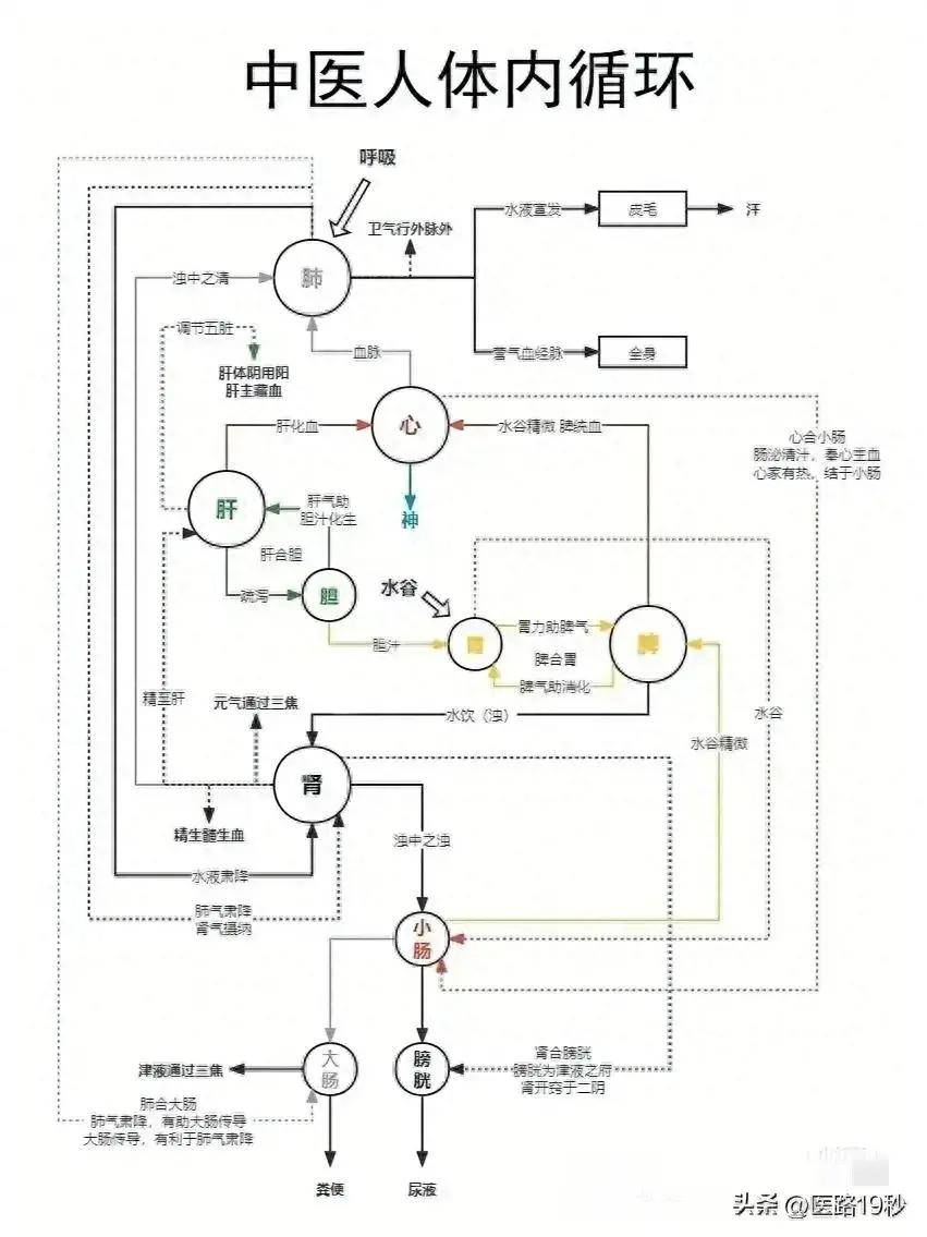 中医人体水循环示意图图片