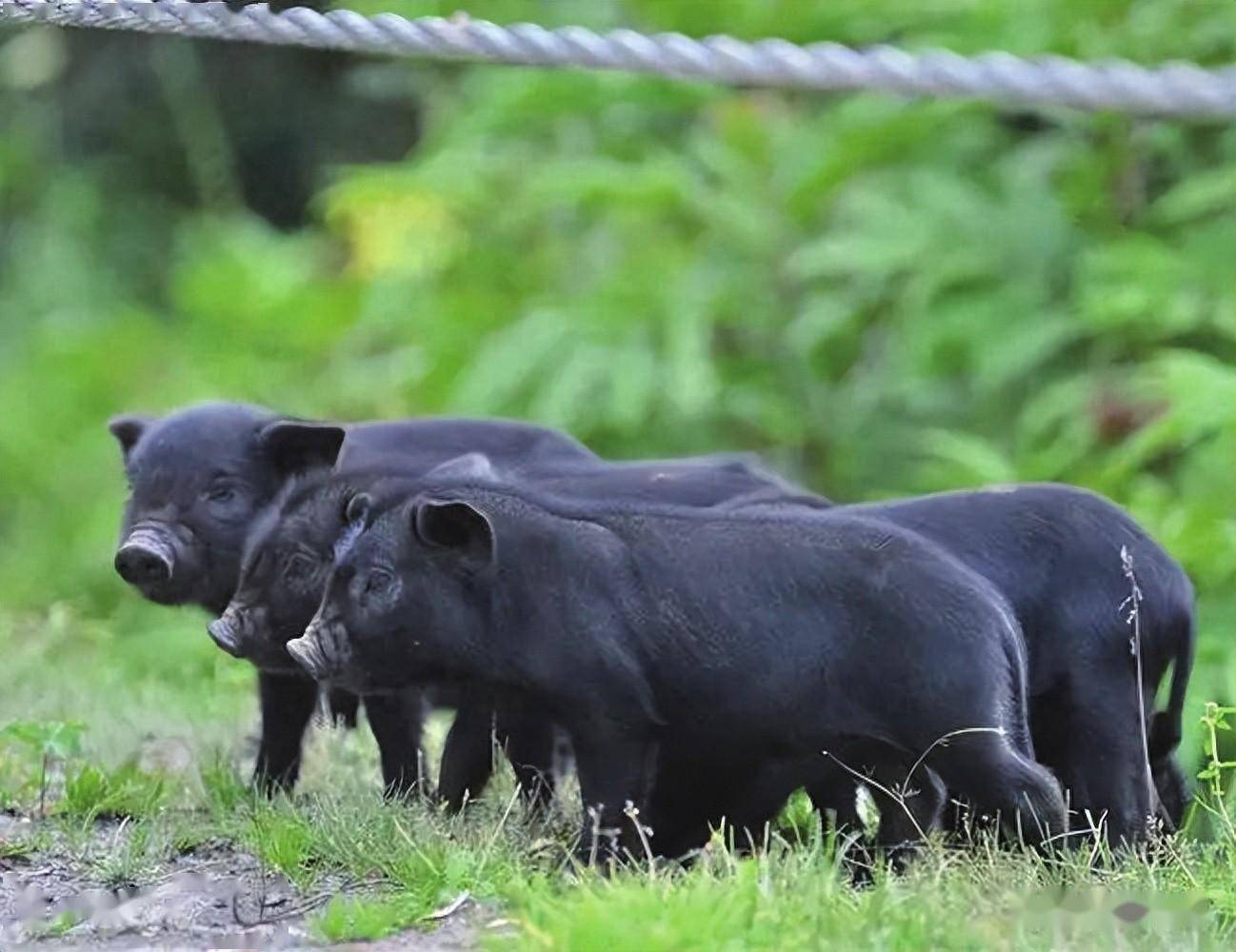 想学养藏香猪?绿色养殖技术操作规程必看_进行_母猪_个体