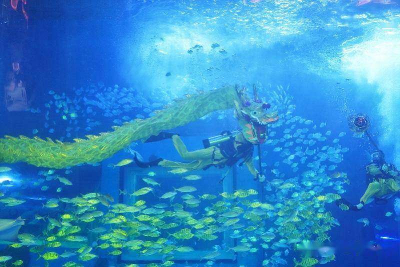 广州唯一白鲸宝宝亮相2023年12月22日冬至,正佳极地海洋世界成功繁育