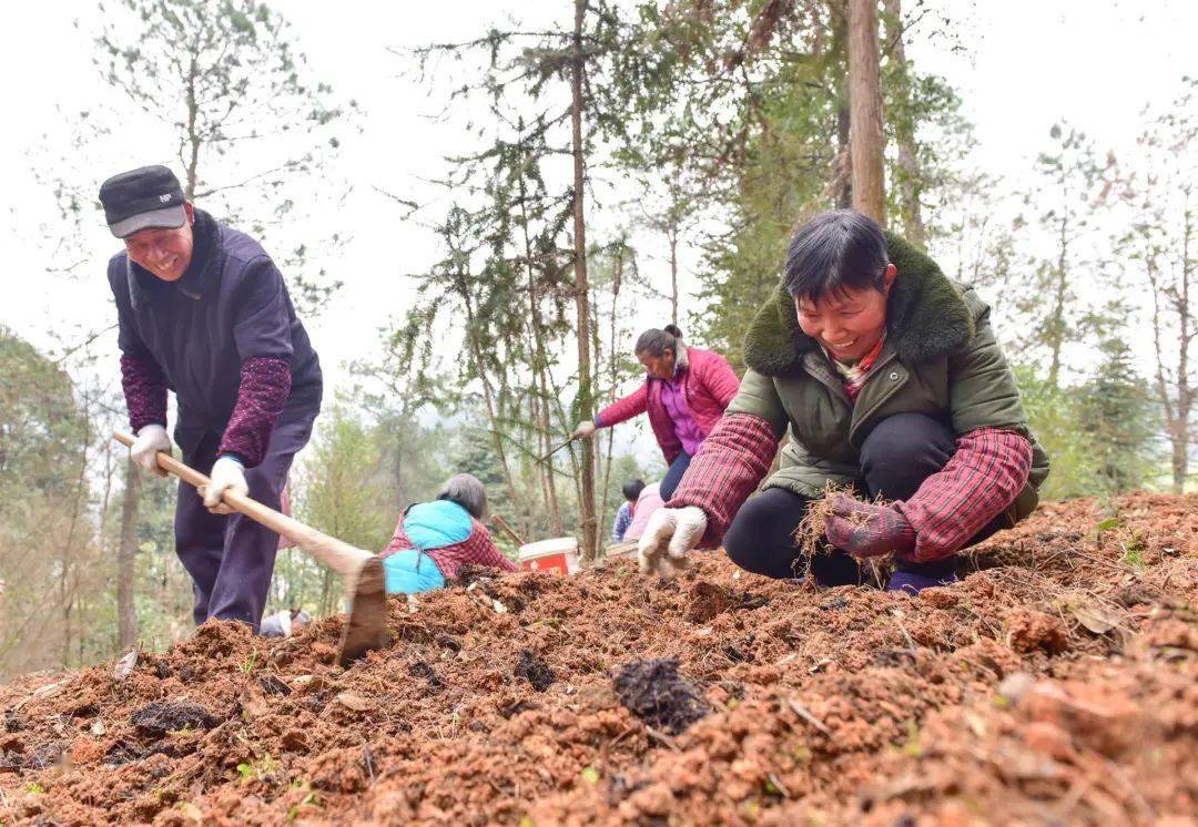 新春走基層 | 林下黃精移栽忙 攜手共創共富路_種植