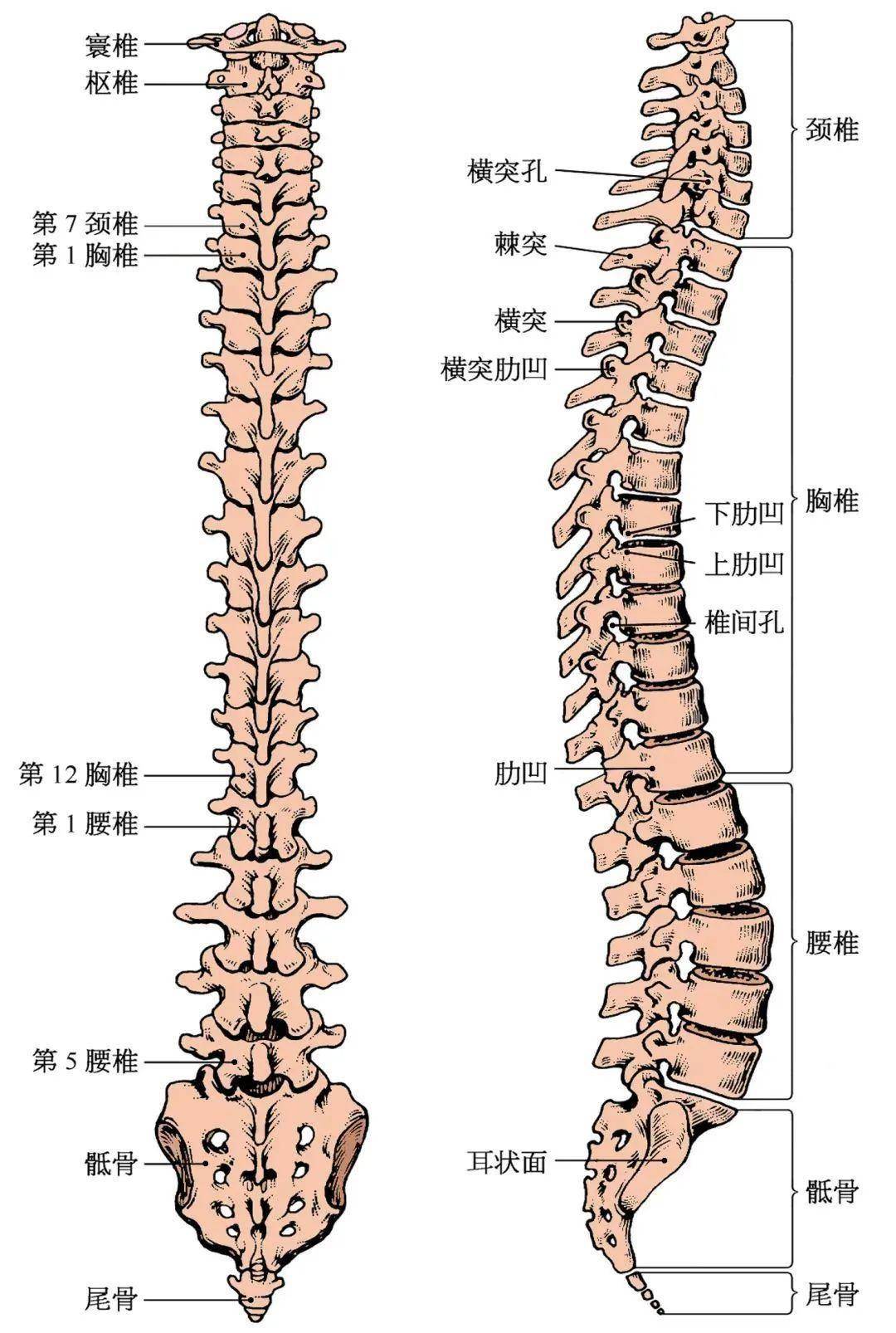 寿根骨图解图片