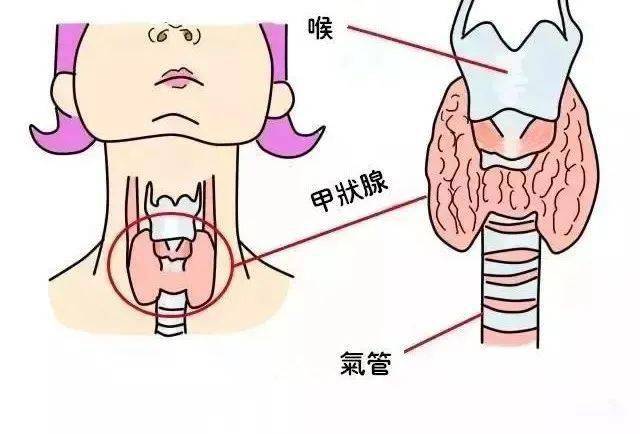 颈部甲状腺位置图图片