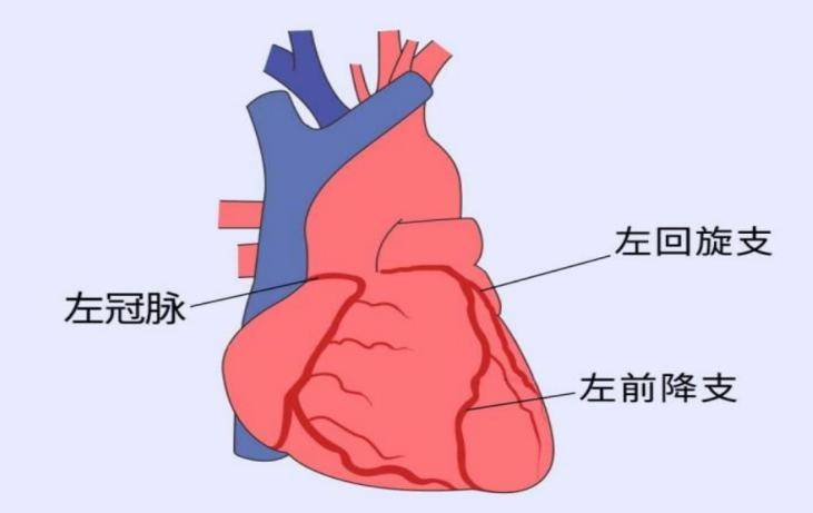 心脏冠状动脉分为左冠状动脉和右冠状动脉