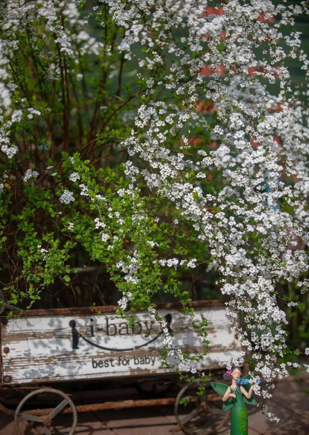 早春花园颜值担当| 花开如瀑的喷雪花,轻松实现切花自由_修剪_开花