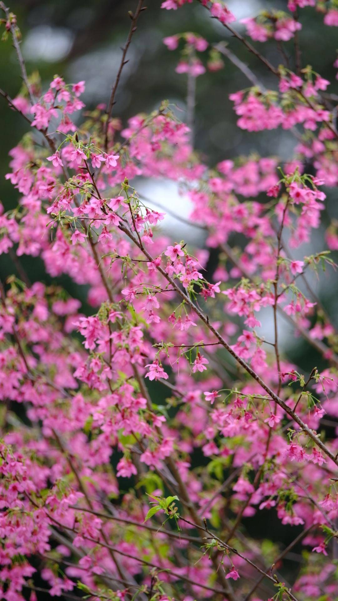七星岩的樱花开啦,春节花期,快来赏樱吧!_吴勇强_西江_肇庆市