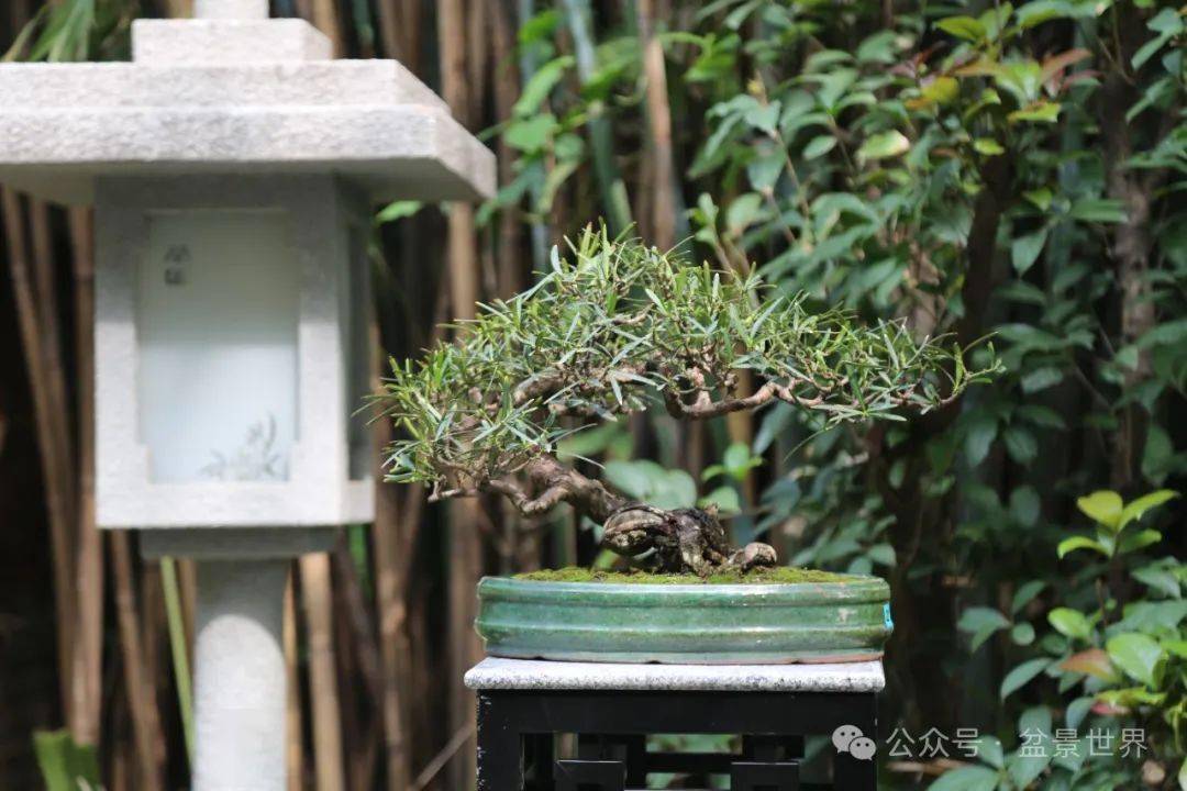 小盆景,大園林_cm_作品_廣州