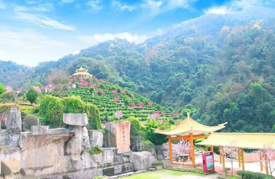 梅城第一波樱花盛开,最全攻略来啦_梅州_梅县_景区