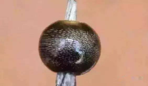 看了盗墓笔记和鬼吹灯后,黑驴蹄子火了,各种手工作品映像而生_大神